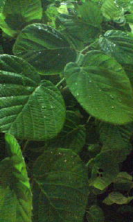20080817220028.jpg