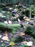 20051101_57099.jpg