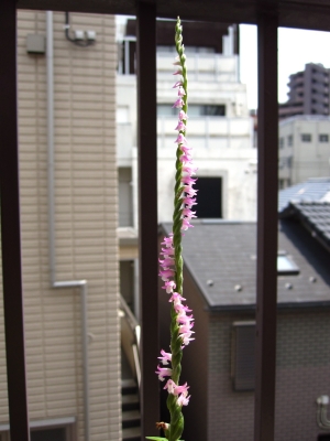 IMG_0930.JPG