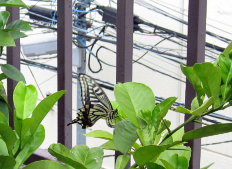 butterfly.jpg