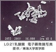 LG21ガッセリー菌