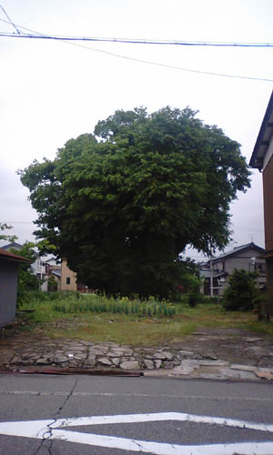 大きな木