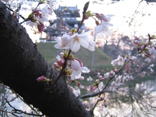 高田公園の桜1