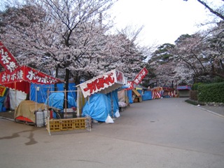 高田公園の桜2