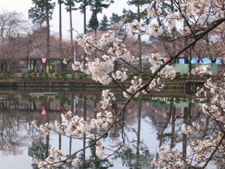 高田公園の桜3
