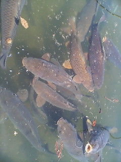 野尻湖の鯉