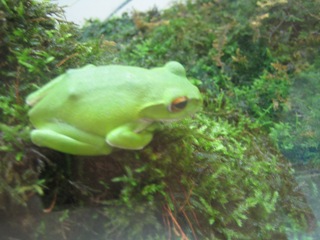 かえる