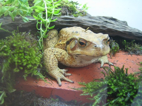 ひきがえる