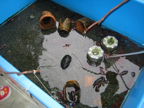 ザリガニ釣り