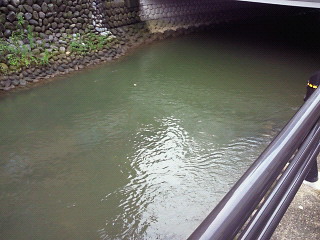 儀明川沿いを散歩