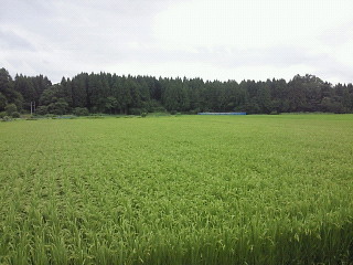 雪中梅 醸造元 丸山酒造場