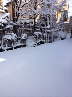 高田の雪模様