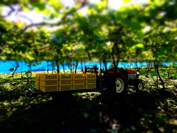 岩の原葡萄園 集荷作業