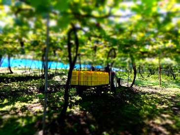 岩の原葡萄園 集荷作業