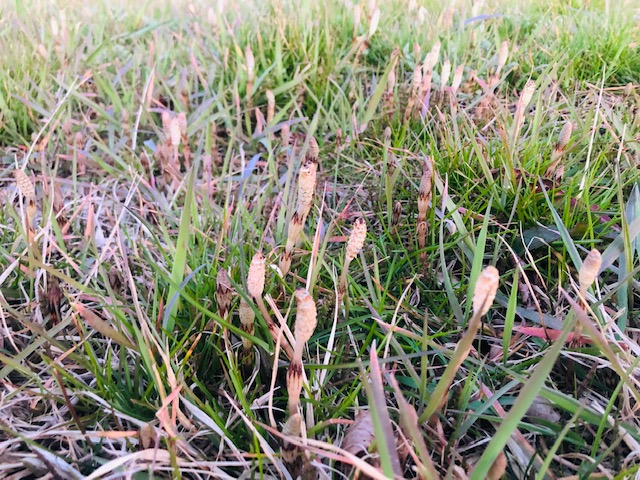 つくし