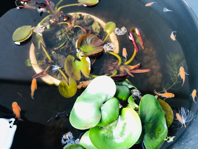 クジラ より 大きく て メダカ より 小さい 動物 なー ん だ