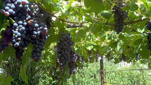 grapes-317258_640.jpg