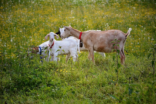 goats-811232_640.jpg