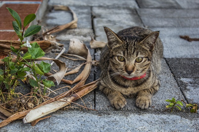 cat-679424_640.jpg