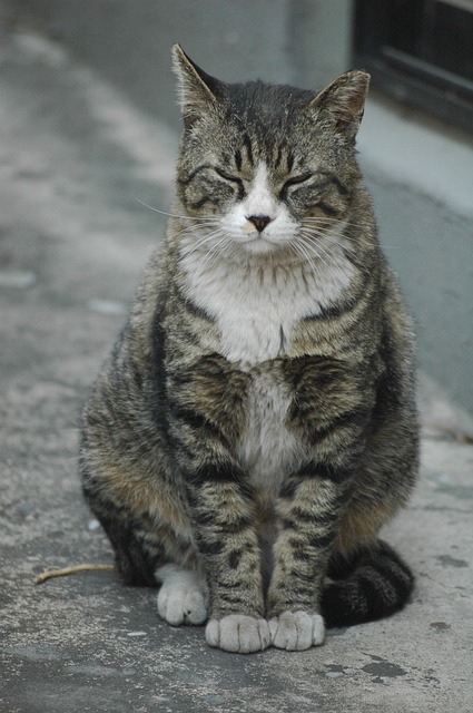 cat-766643_640.jpg