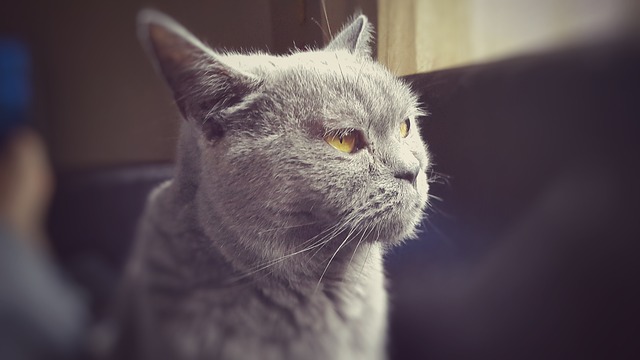 cat-787733_640.jpg