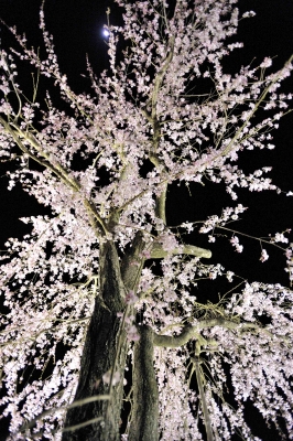 しだれ桜