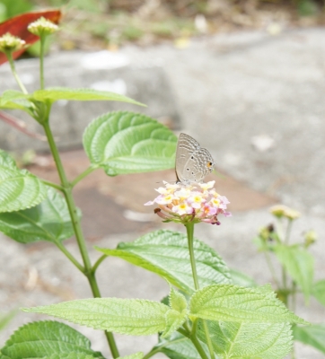 DSC02534 (1160x1280).jpg