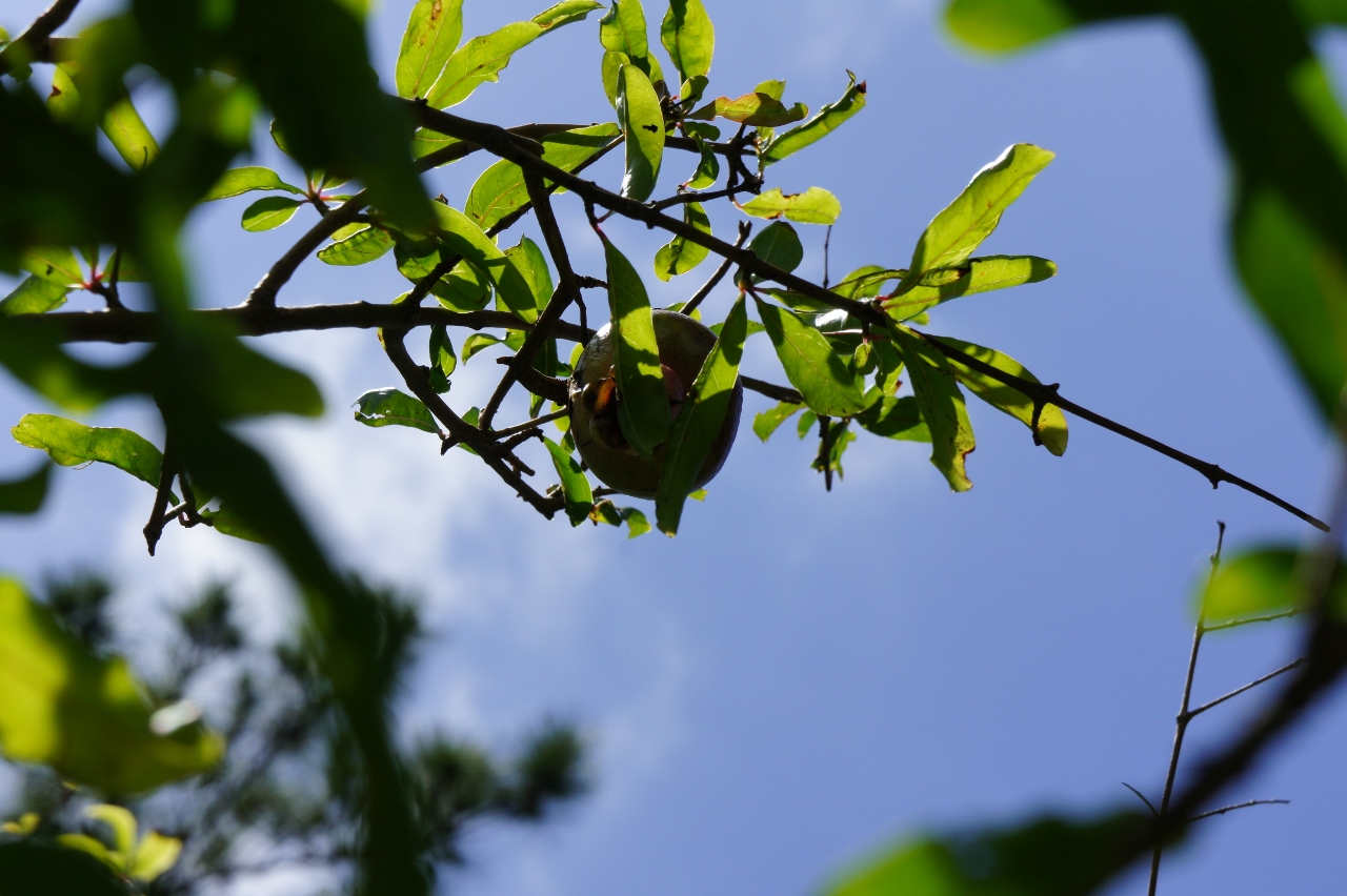 DSC02549 (1280x852).jpg