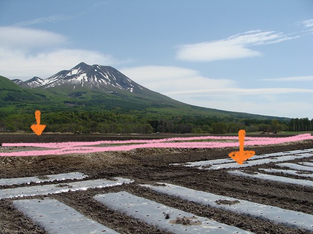 あぜ道1本分