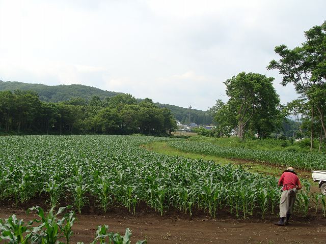 はた毛