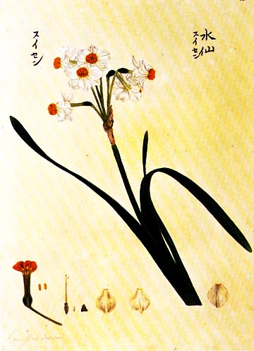 素晴らしき日本の「ボタニカル・アート」 | 刈米義雄の「花鳥な彩月」