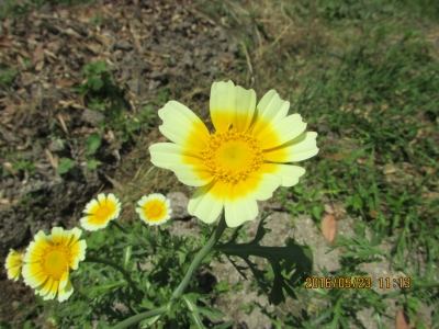 春菊の花