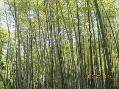 竹林