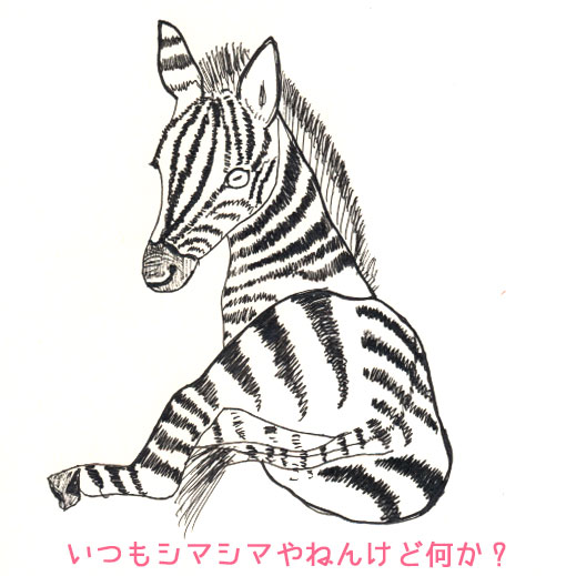 シマウマ