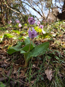 カタクリの花