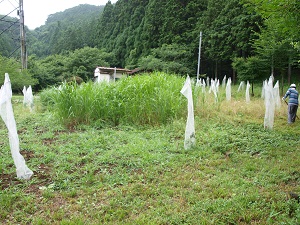 ひなたぼっこひろばの植樹地