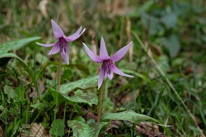 カタクリの花