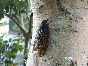 アブラゼミ