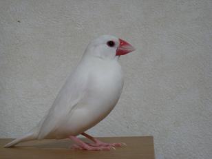 ‘はな’です