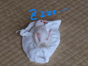 いい夢みろよ!