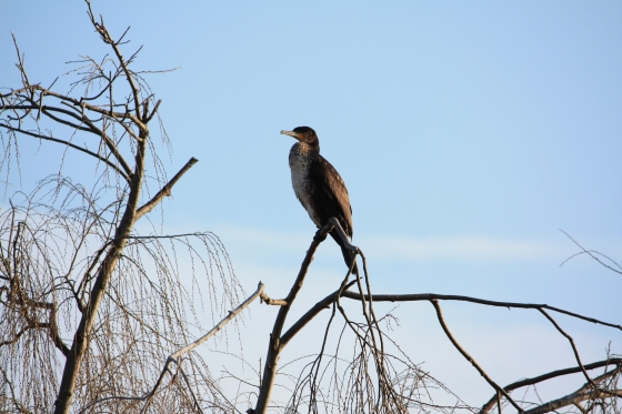 IMG_7416.JPG