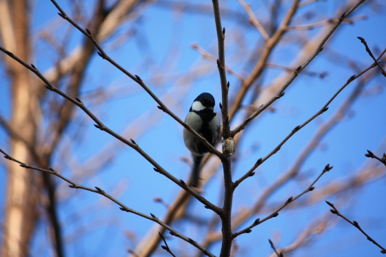 IMG_7390.JPG
