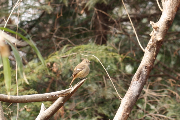ジョウビタキ♀