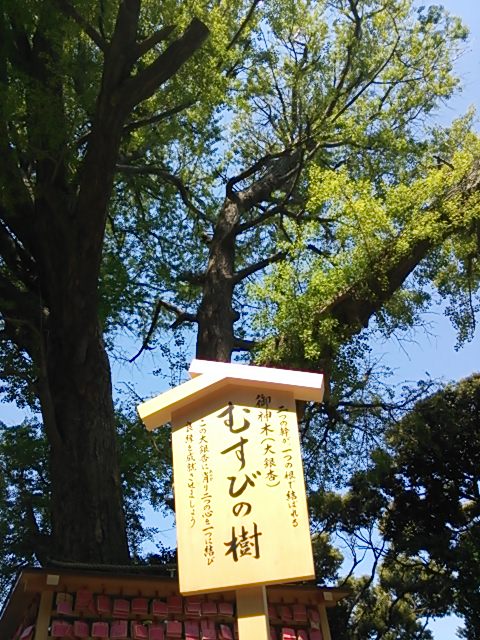 銀杏