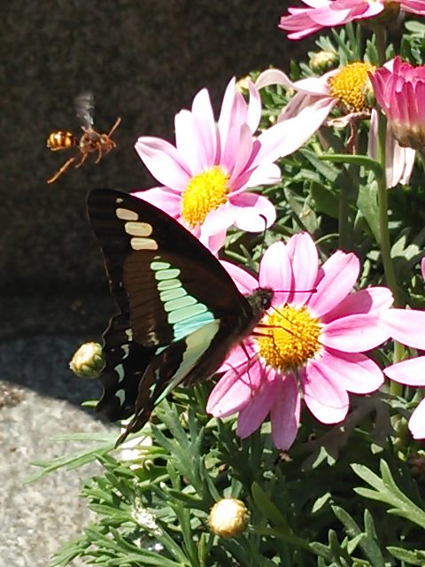 春だなあ�・