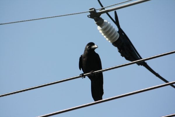 IMG_7295.JPG