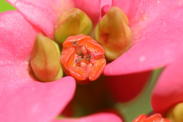 IMG_1720 - コピー.JPG