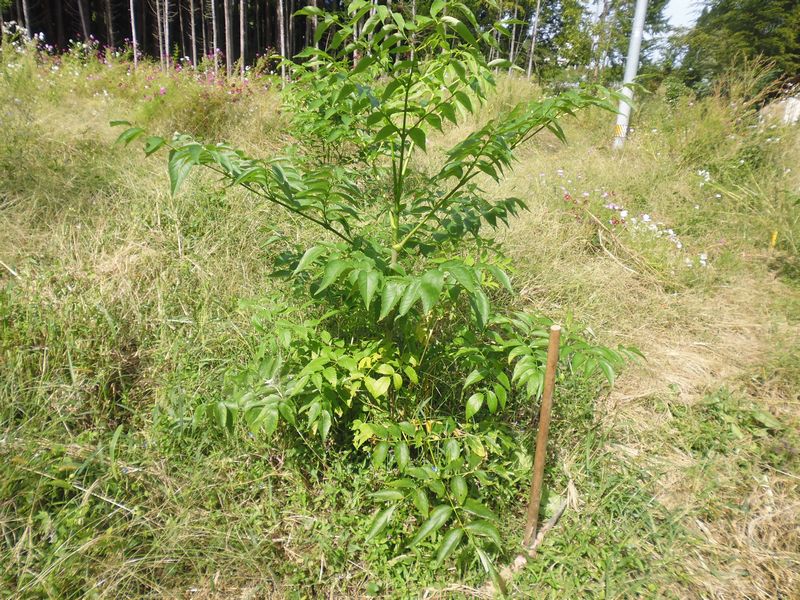 タラの芽（タラノキ）を増やしてみる続報その4 | DDRダイエット改