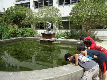 小学生　池 