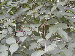 250px-Toxicodendron_vernicifluum.JPG